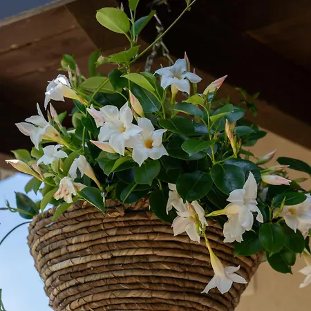 Casa vacanze Casa Il Nocciolo *